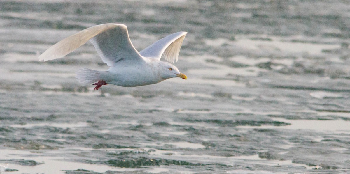 Мартин полярний - ML653188968