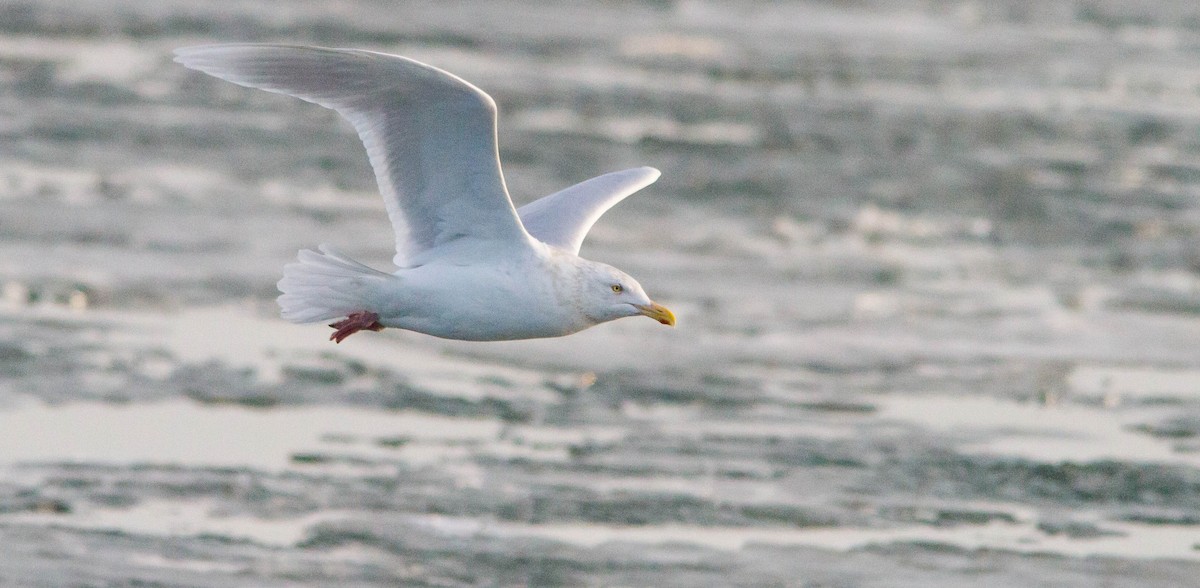 Мартин полярний - ML653188969