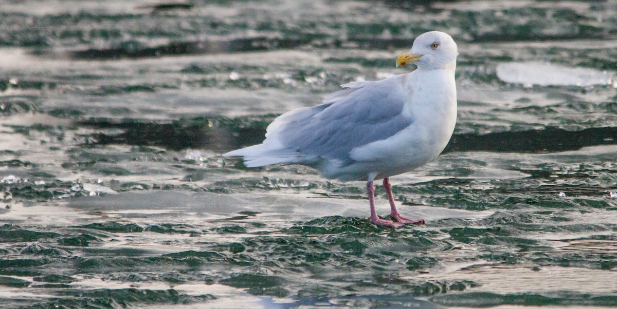 Мартин полярний - ML653188971