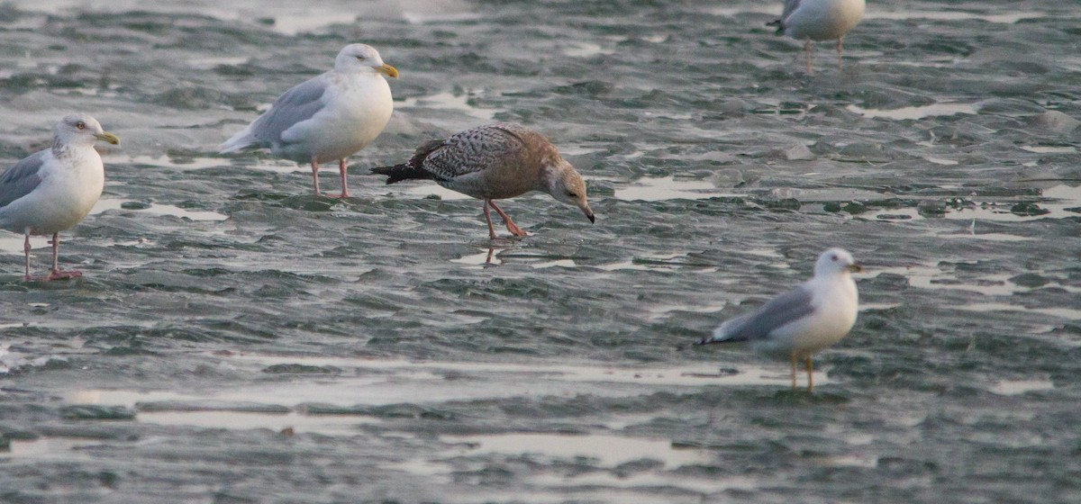 Мартин полярний - ML653188972