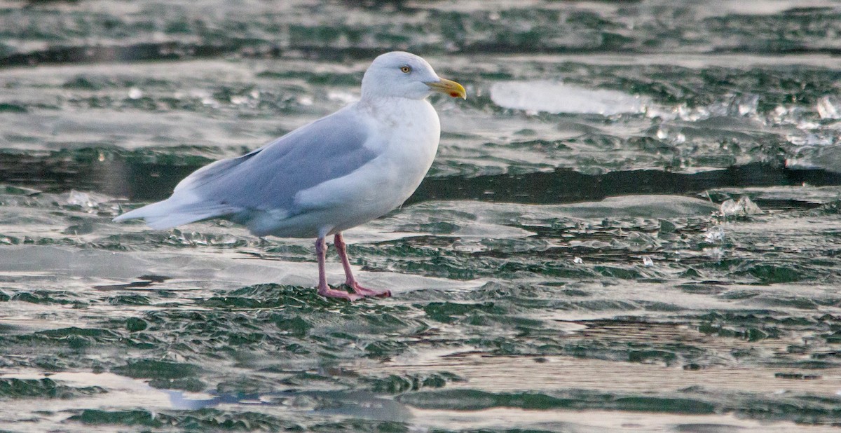 Мартин полярний - ML653188973