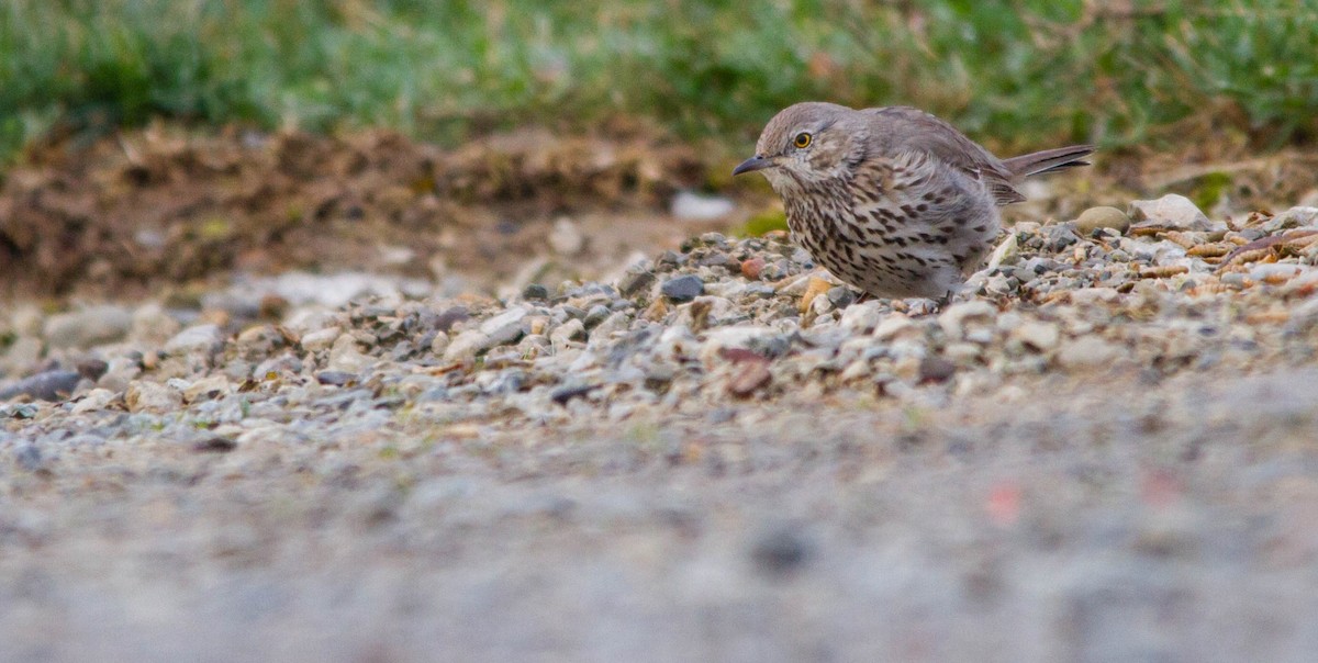Пересмішник осоковий - ML653189004