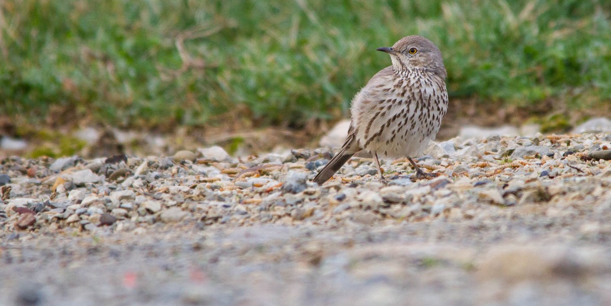 Пересмішник осоковий - ML653189005