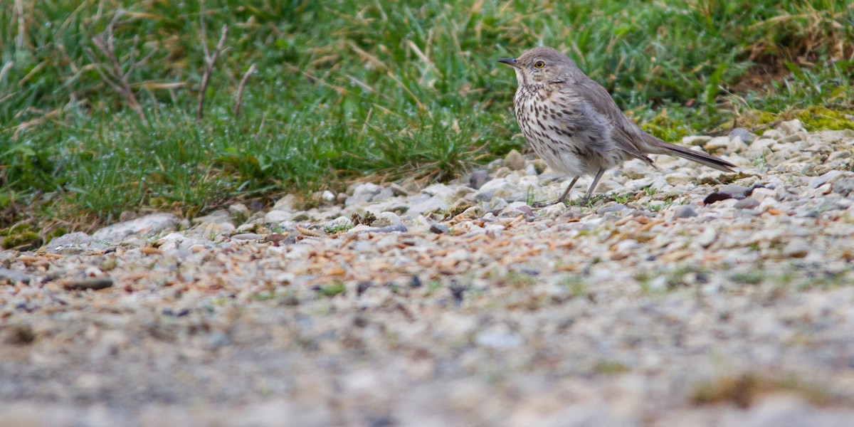 Пересмішник осоковий - ML653189006