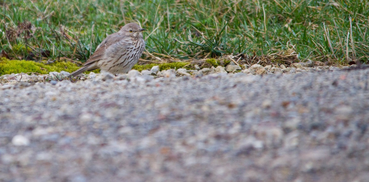 Пересмішник осоковий - ML653189007
