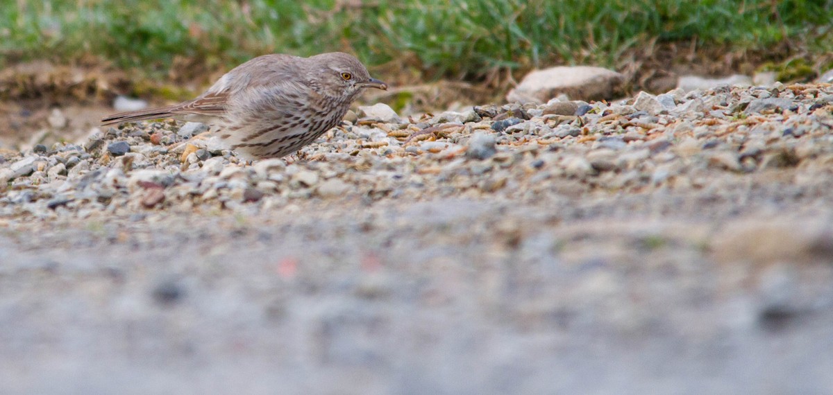 Пересмішник осоковий - ML653189008