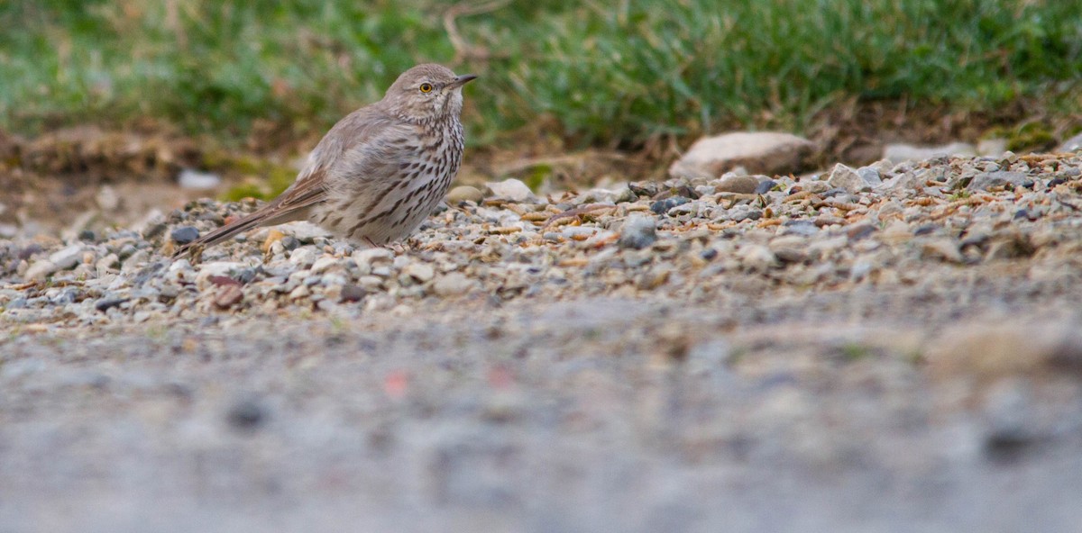 Пересмішник осоковий - ML653189009