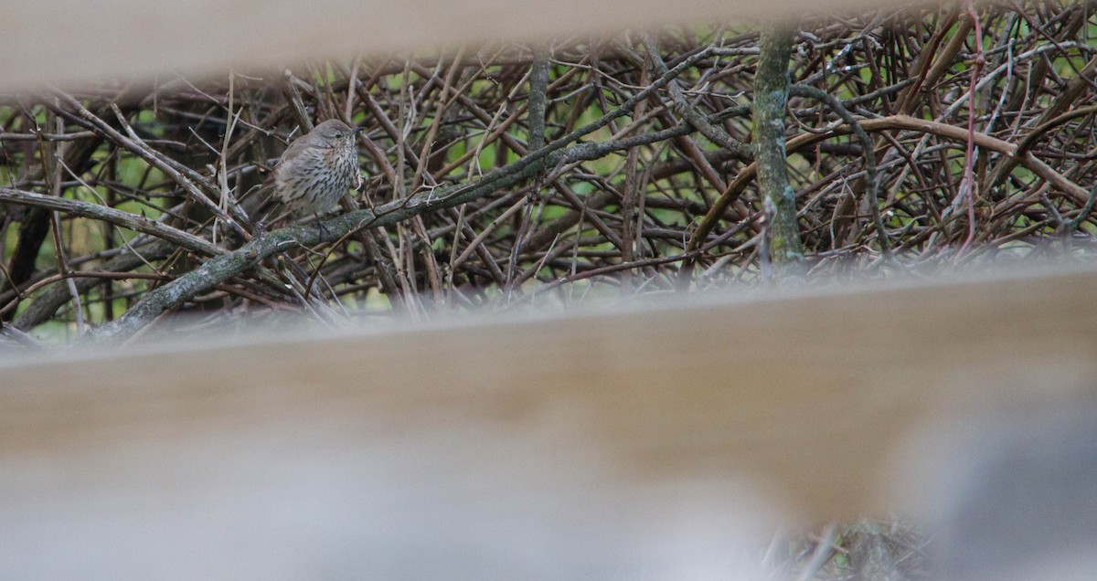 Пересмішник осоковий - ML653189010