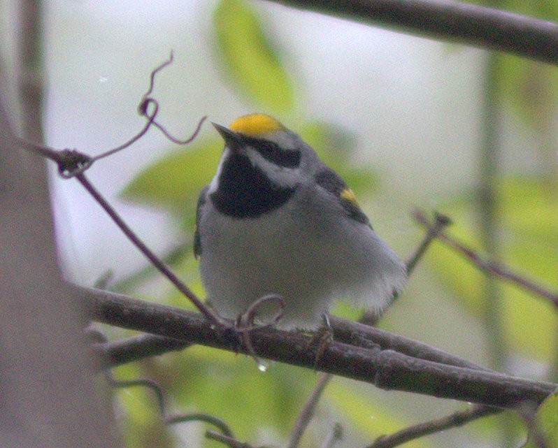 Goldflügel-Waldsänger - ML653189437
