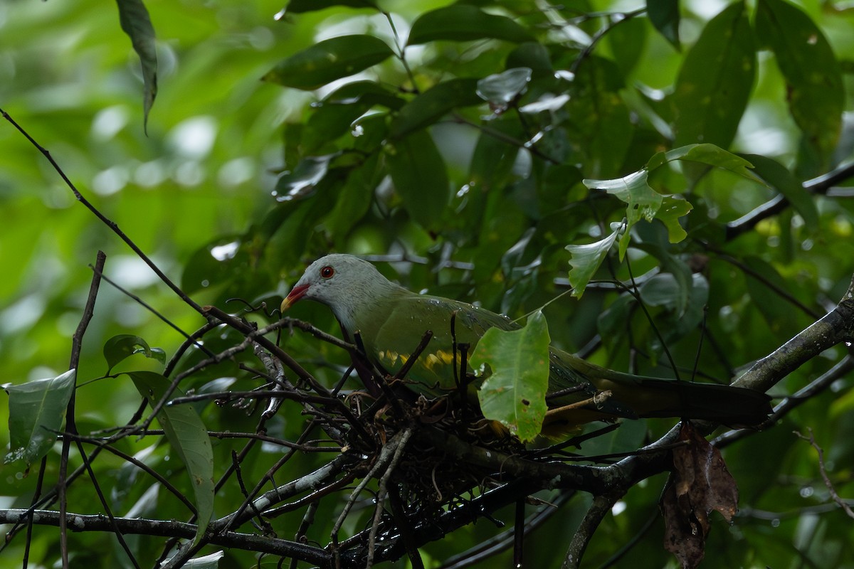 Wompoo Fruit-Dove - ML653190951