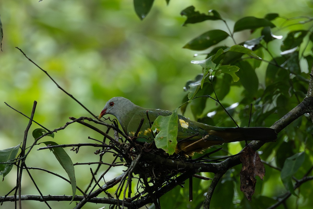 Wompoo Fruit-Dove - ML653190952