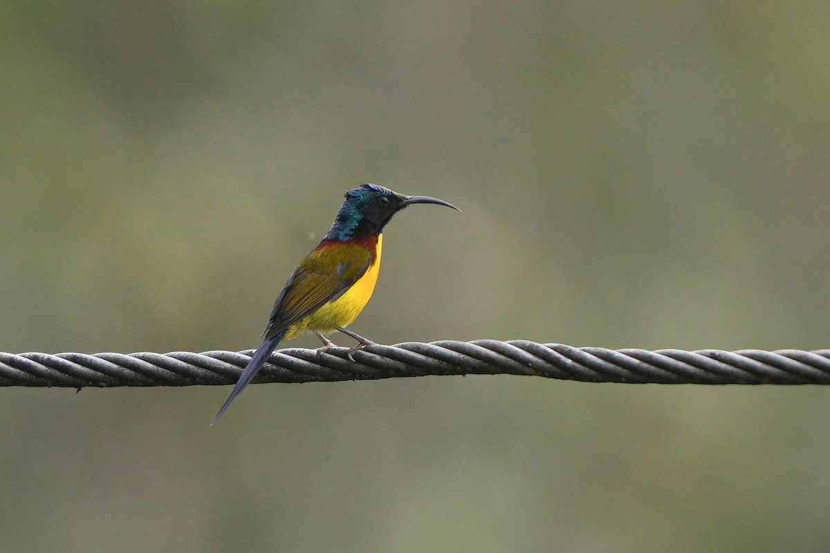 Green-tailed Sunbird - ML653192857