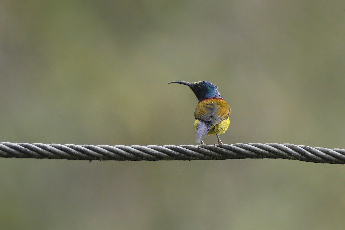 Green-tailed Sunbird - ML653192858