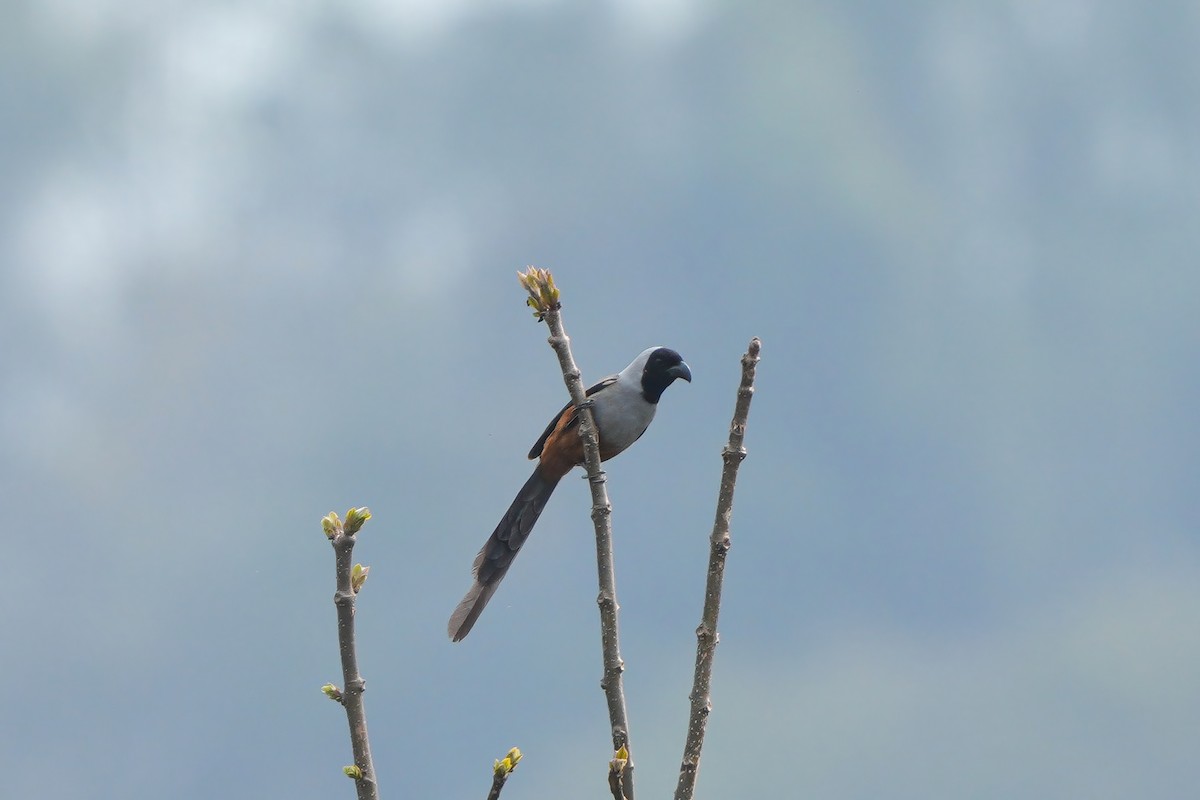 Collared Treepie - ML653192985
