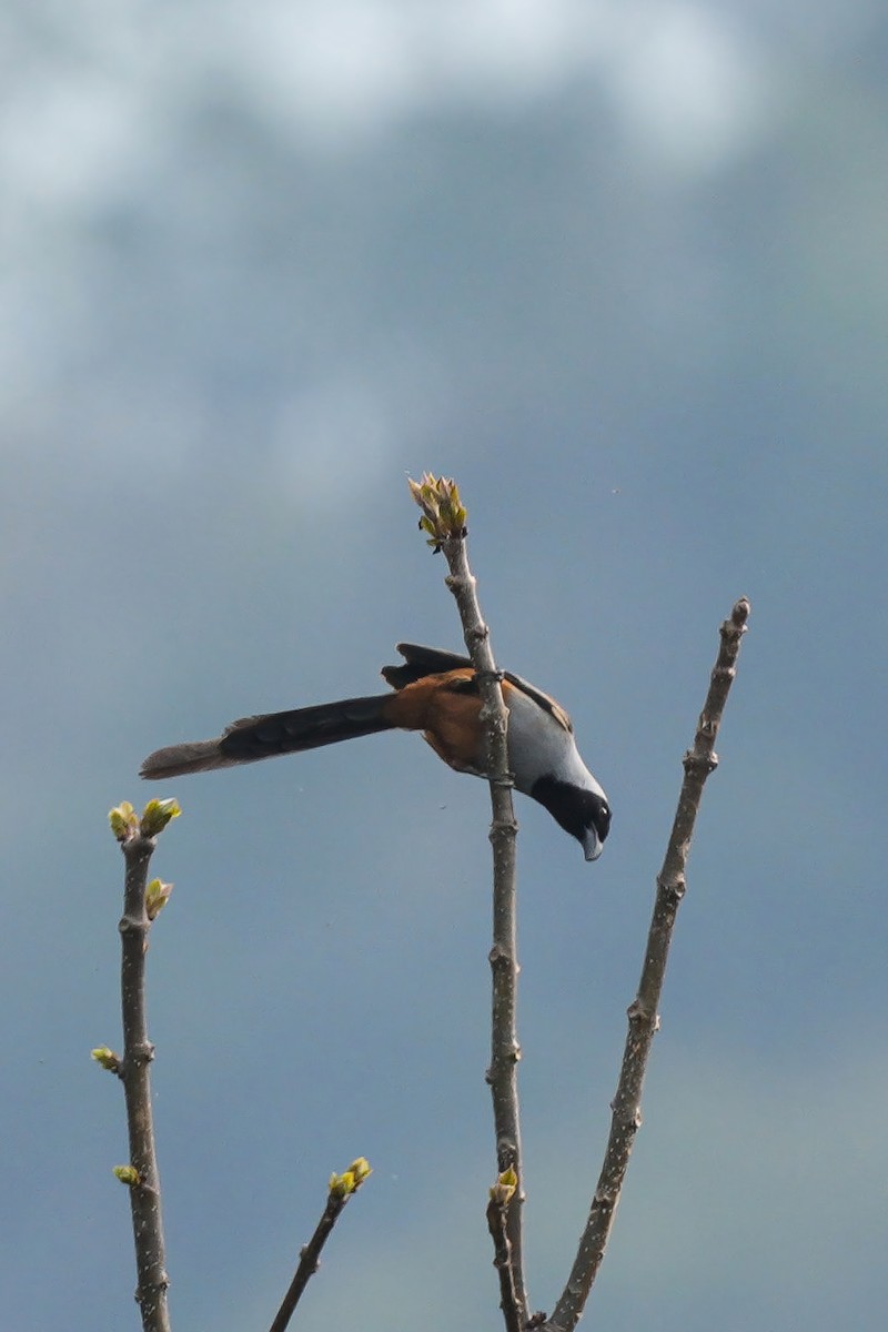 Collared Treepie - ML653192986