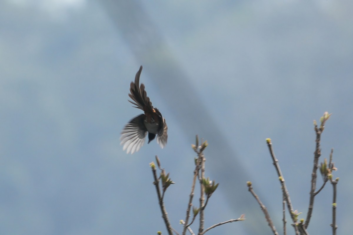 Collared Treepie - ML653192987