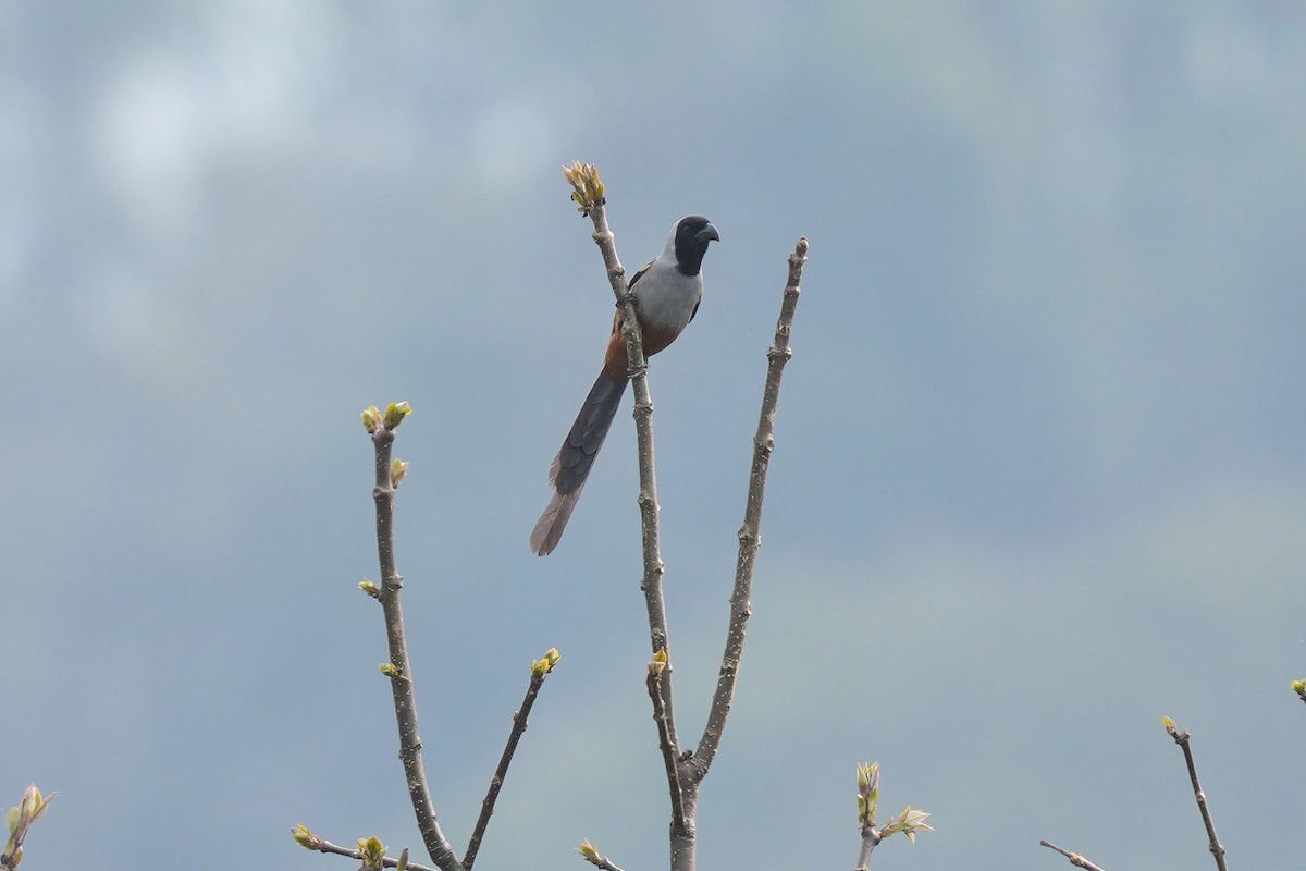 Collared Treepie - ML653192988