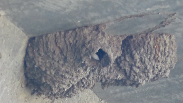 Cliff Swallow - ML653193287