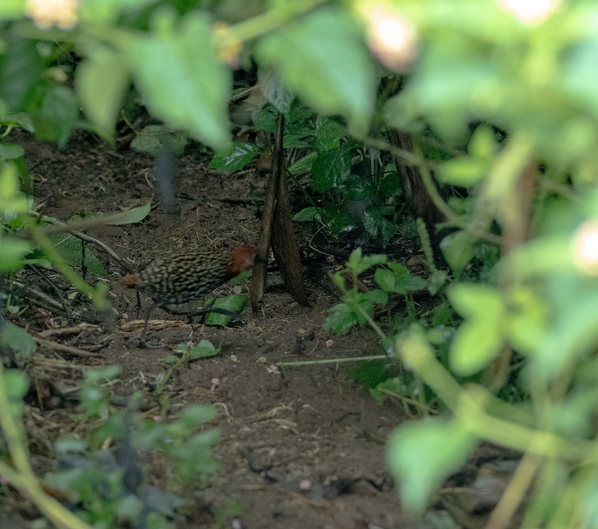 Buff-spotted Flufftail - ML653194237