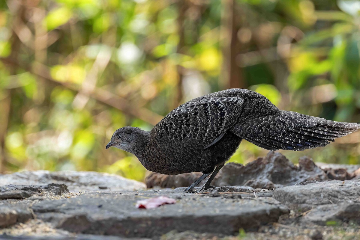 eBird Checklist - 5 Mar 2026 - 石梯村--21号塘 (Shiti--Hide 21) - 19 species