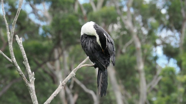 Little Pied Cormorant - ML653195137