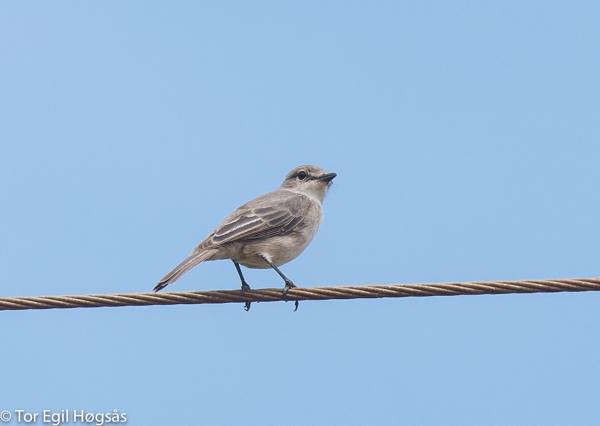 Pale Flycatcher - Tor Egil Høgsås