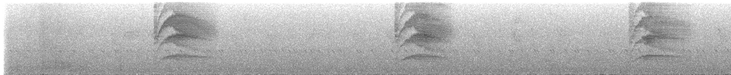 Large-tailed Antshrike - ML653196984