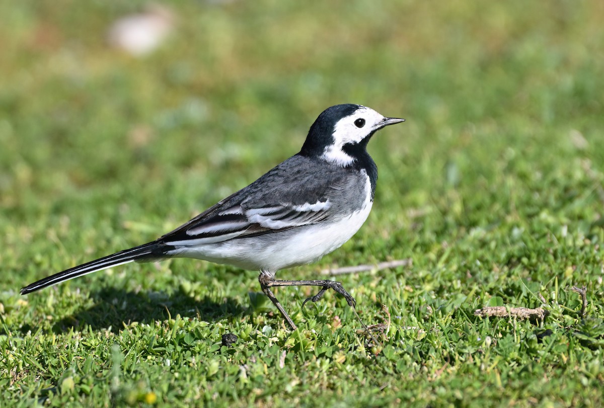 White Wagtail (British) - ML653197404