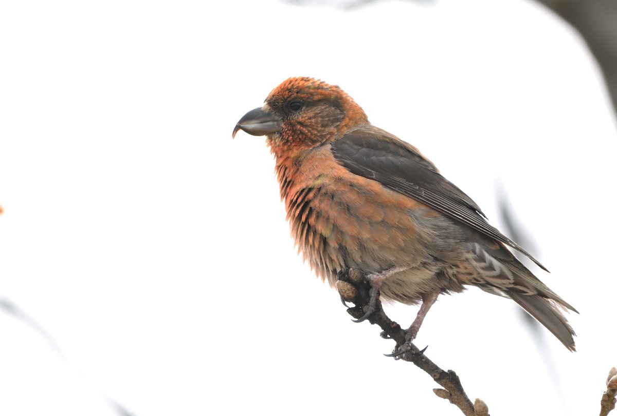 Red Crossbill - ML653197433