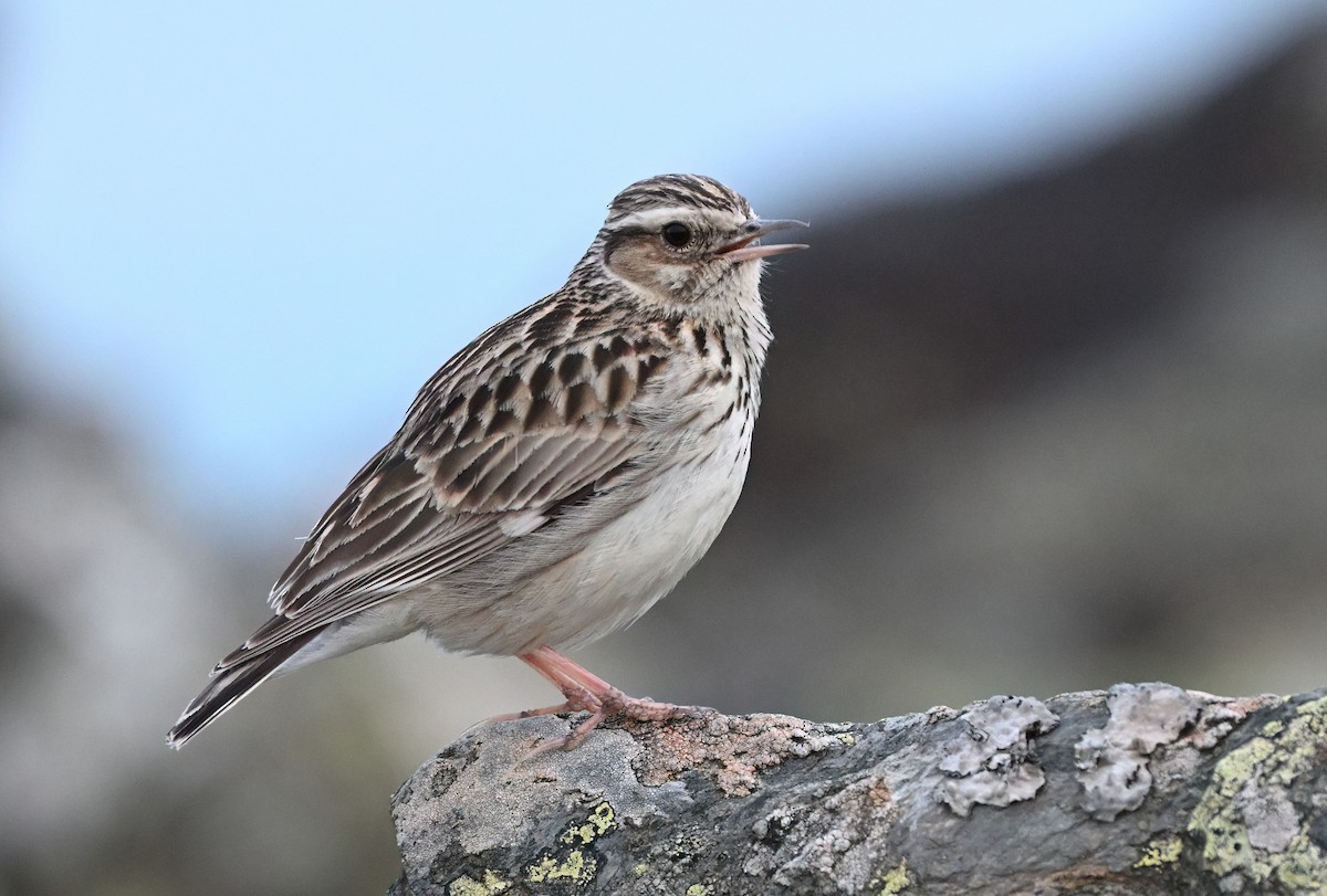 Wood Lark - ML653197492