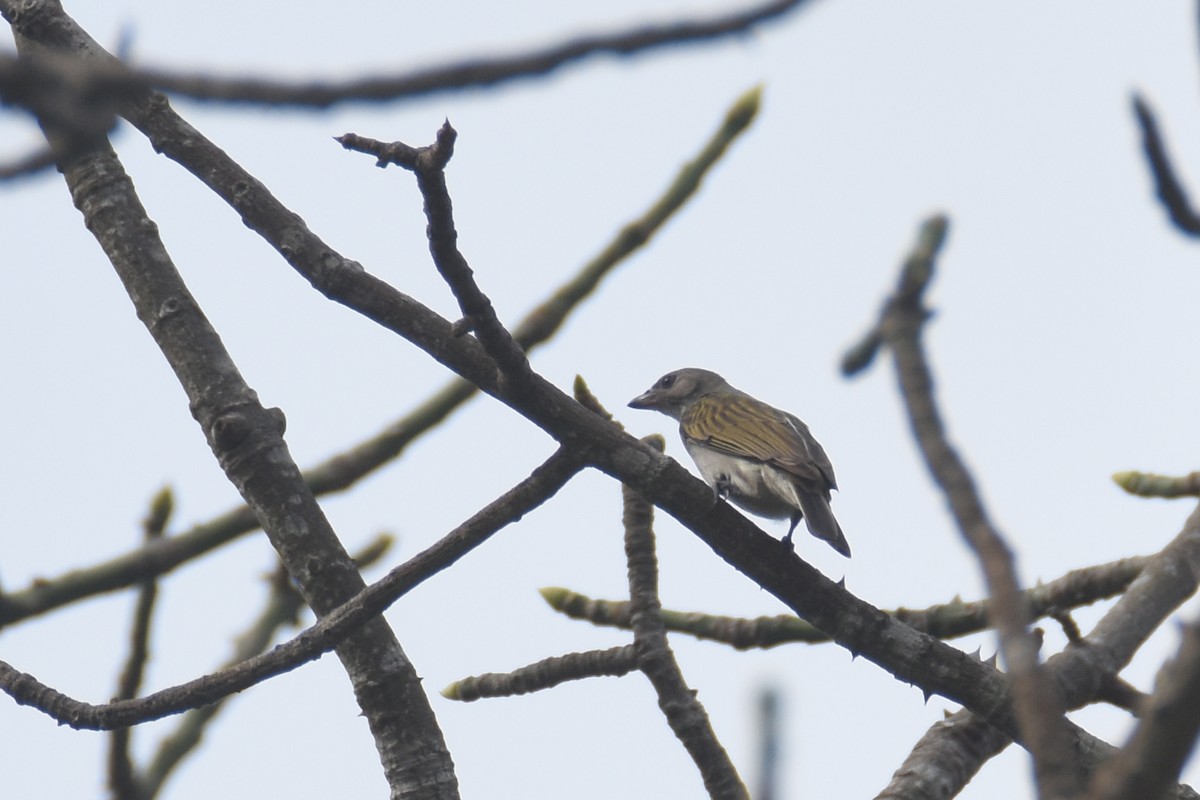 Lesser Honeyguide (Lesser) - ML653198792