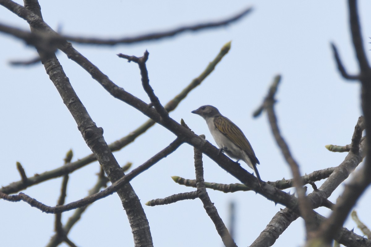 Lesser Honeyguide (Lesser) - ML653198795