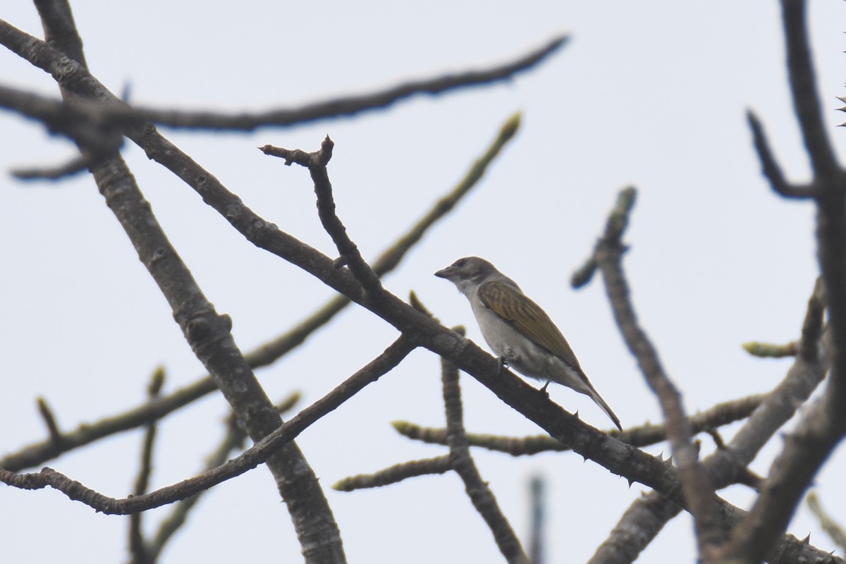 Lesser Honeyguide (Lesser) - ML653198801