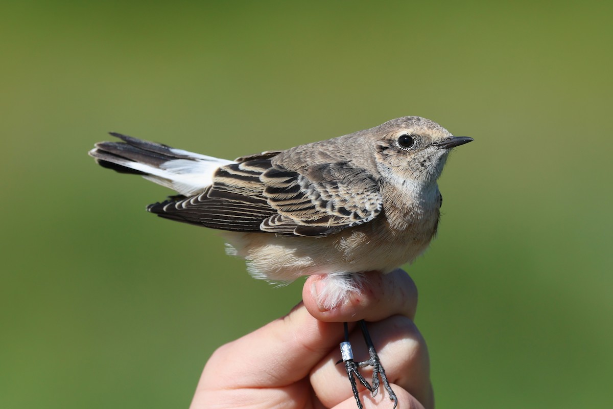 Pied Wheatear - ML653199603