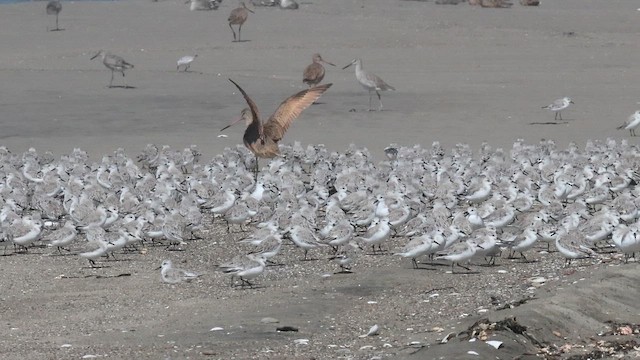 Sanderling - ML653204862