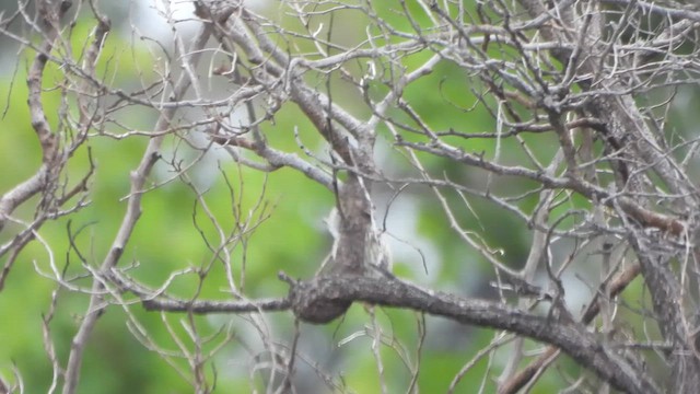 Дятел сірощокий - ML653205347