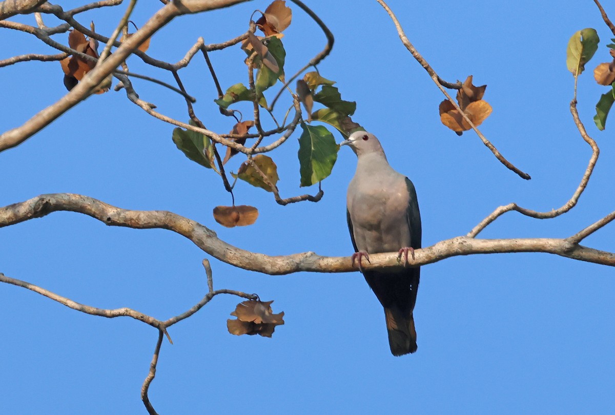 Green Imperial-Pigeon (Green) - ML653205996