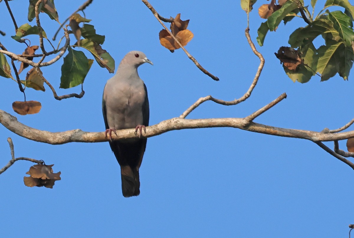Green Imperial-Pigeon (Green) - ML653205997