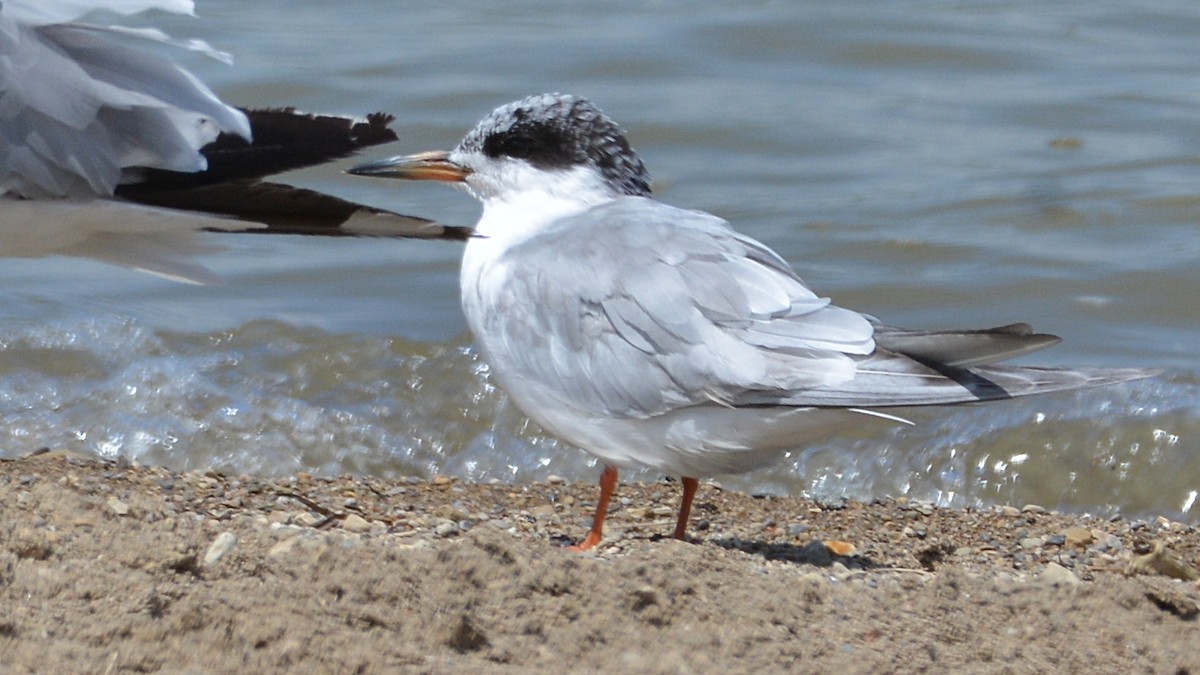 Forster's Tern - Carl Winstead