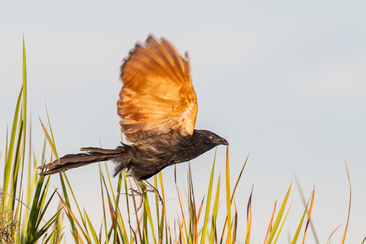 Black Coucal - ML653211227