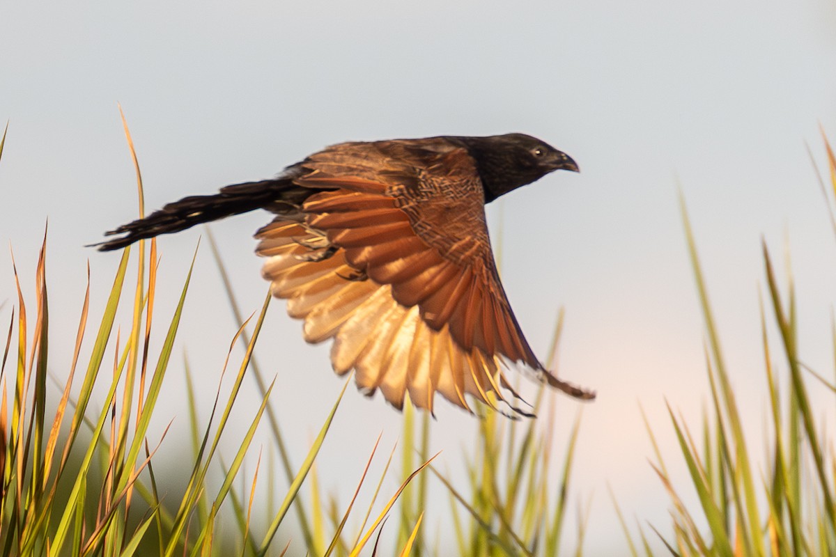 Black Coucal - ML653211228