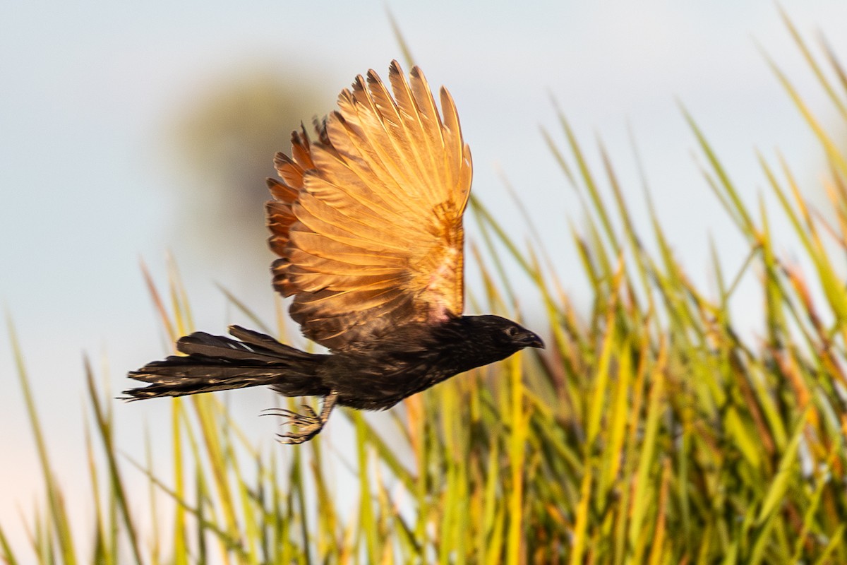 Black Coucal - ML653211229