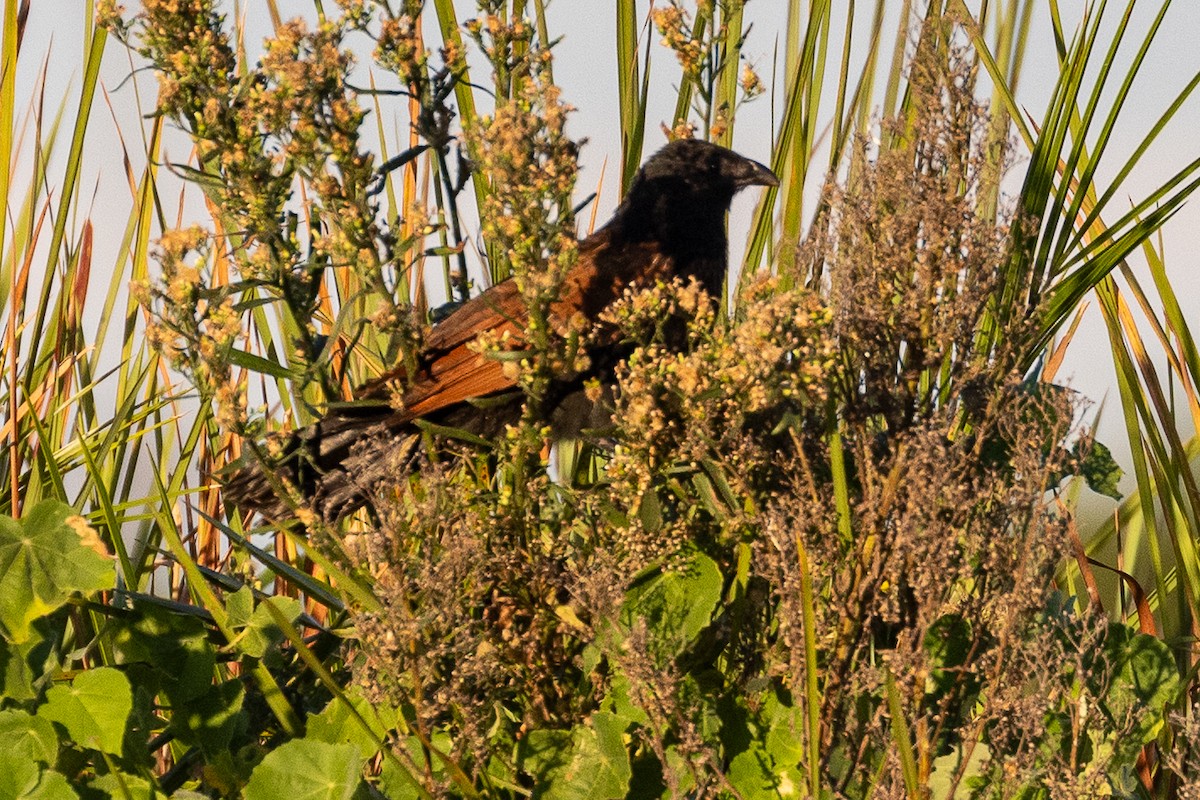Black Coucal - ML653211230