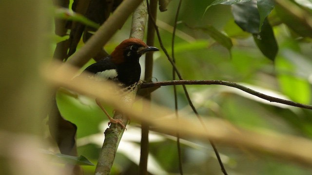 Chestnut-capped Thrush - ML653213194