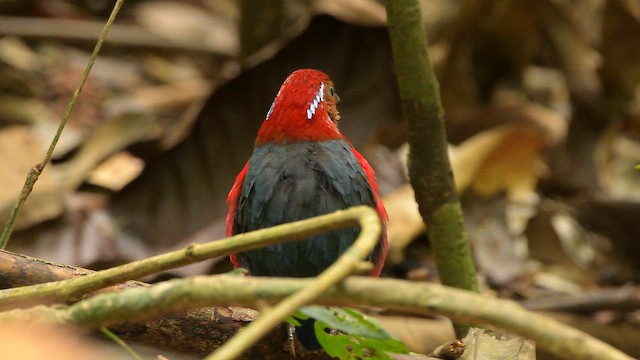 Blue-banded Pitta - ML653213195