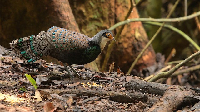 Bornean Peacock-Pheasant - ML653213426