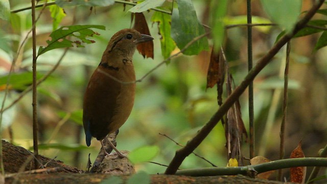 Giant Pitta - ML653213460