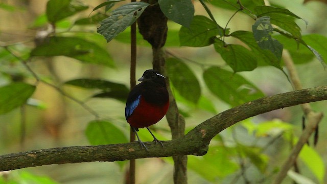 Black-crowned Pitta - ML653213479