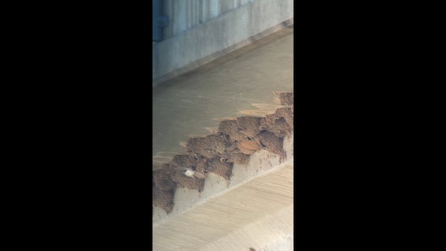 Cliff Swallow - ML653214686