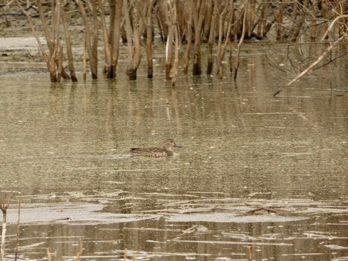 Green-winged Teal - ML653214758